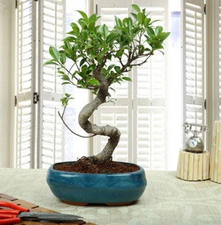 Amazing Bonsai Ficus S �thal  Eryaman Ankara ucuz �i�ek g�nder 