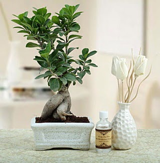 Ginseng ficus bonsai  Eryaman �i�ek sipari�i hediye �i�ek yolla 