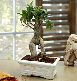 Marvellous Bonsai ginseng  Eryaman �i�ek�i telefonlar� eryaman �i�ek 