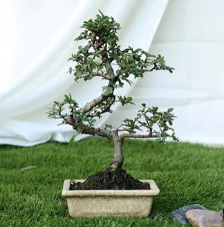 Fashionable Ulmus S Shape Bonsai �thal  �i�ek�i Eryaman cicekciler , cicek siparisi 