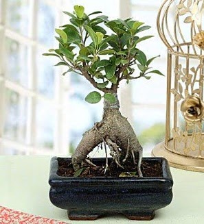 Appealing Ficus Ginseng Bonsai  �i�ek yolla Eryaman 14 �ubat sevgililer g�n� �i�ek 