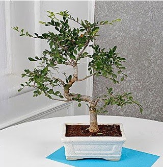 Unique Ulmus S Shaped Bonsai  Eryaman ankara  �i�ek sipari�i sitesi 