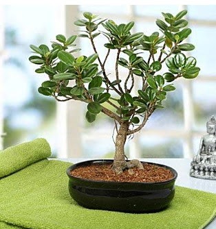Lovely Ficus Iceland Bonsai  �i�ek yolla Eryaman 14 �ubat sevgililer g�n� �i�ek 