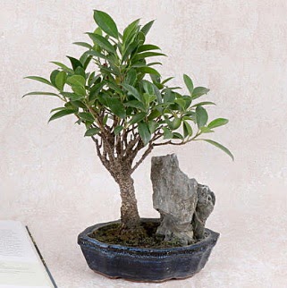 Japon aac Evergreen Ficus Bonsai  Ankara Eryaman yurtii ve yurtd iek siparii 