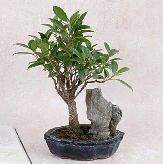 Japon a�ac� Evergreen Ficus Bonsai  Ankara Eryaman yurti�i ve yurtd��� �i�ek sipari�i 