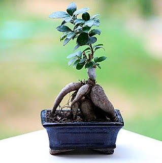 Marvellous Ficus Microcarpa ginseng bonsai  ankara �i�ek�i Eryaman �i�ek�i ma�azas� 