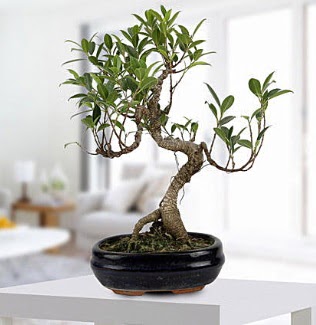 Gorgeous Ficus S shaped japon bonsai  ieki Eryaman cicekciler , cicek siparisi 