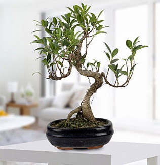 Gorgeous Ficus S shaped japon bonsai  �i�ek�i Eryaman cicekciler , cicek siparisi 