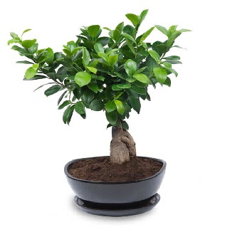 Ginseng bonsai a�ac� �zel ithal �r�n  Eryaman �i�ek�i  �i�ek , �i�ek�i , �i�ek�ilik 