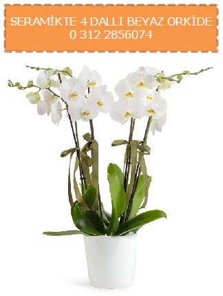 Seramikte 4 dall beyaz orkide  Eryaman iek siparii hediye iek yolla 