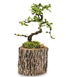 Do�al k�t�kte S bonsai a�ac�  Eryaman �i�ek g�nderme sitemiz g�venlidir 