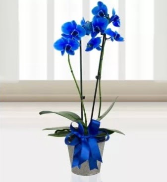 ift dall mavi orkide  Eryaman iek gnderme sitemiz gvenlidir 