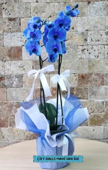 ift dall ithal mavi orkide  Eryaman online ieki , iek siparii 