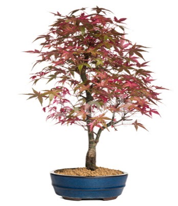 Ak�aa�a� bonsai s�per bonsai a�ac�  Eryaman �i�ek g�nder �i�ek servisi , �i�ek�i adresleri 