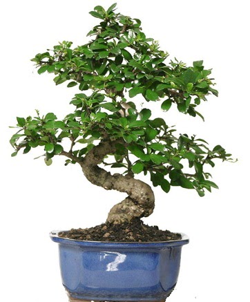 21 ile 25 cm aras� �zel S bonsai japon a�ac�  Eryaman �i�ek g�venli kaliteli h�zl� �i�ek 