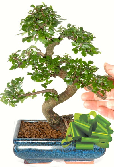 Yakla��k 25 cm boyutlar�nda S bonsai  Eryaman �i�ek�i telefonlar� eryaman �i�ek 