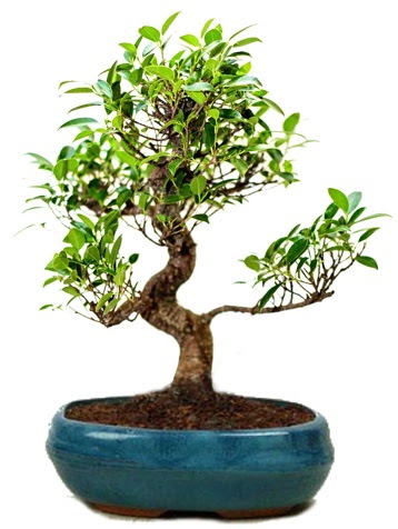 25 cm ile 30 cm aral���nda Ficus S bonsai  Ankara Eryaman yurti�i ve yurtd��� �i�ek sipari�i 