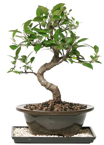 Altn kalite Ficus S bonsai  Eryaman iek gvenli kaliteli hzl iek  Sper Kalite