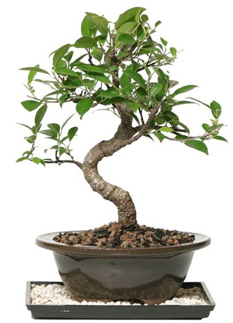 Alt�n kalite Ficus S bonsai  Eryaman �i�ek g�venli kaliteli h�zl� �i�ek  S�per Kalite