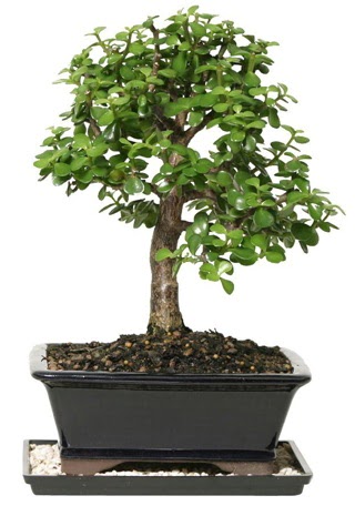 15 cm civar Zerkova bonsai bitkisi  Eryaman ieki telefonlar eryaman iek 