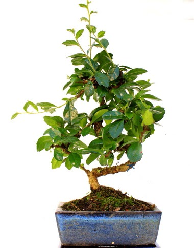 S gvdeli carmina bonsai aac  Eryaman online ieki , iek siparii  Minyatr aa