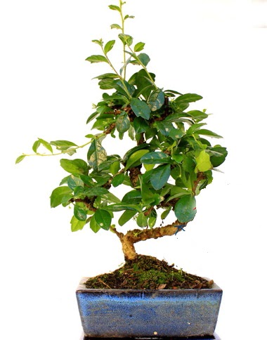 Bonsai Minyat�r A�a� Bonzai S G�vde  Eryaman �i�ek�i  �i�ek , �i�ek�i , �i�ek�ilik 
