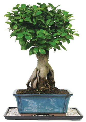 Bonsai Ginsing Grafted Ficus Bonsai  Eryaman online �i�ek�i , �i�ek sipari�i 
