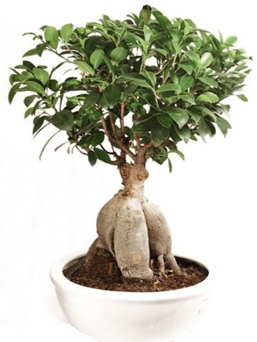 Ginseng bonsai japon a�ac� ficus ginseng  Eryaman �i�ek yolla , �i�ek g�nder , �i�ek�i  