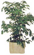  Eryaman Ankara ucuz �i�ek g�nder  Ficus benjamin 