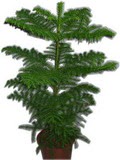  �i�ek�i Eryaman cicekciler , cicek siparisi  Araucaria 