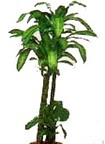  Eryaman �i�ek�i  cicek , cicekci  Dracaena massengena