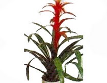  Eryaman �i�ek�i  �i�ek , �i�ek�i , �i�ek�ilik  Guzmania Emprie 