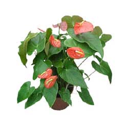  Eryaman �i�ek�i  �i�ek , �i�ek�i , �i�ek�ilik  Anthurium 
