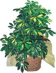  Eryaman Ankara ucuz �i�ek g�nder  Schefflera gold 