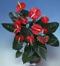  Eryamandaki �i�ek�iler kaliteli taze ve ucuz �i�ekler  Anthurium Saksili Bitki